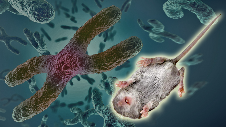 Мыши подтвердили генную терапию, а люди не спешат