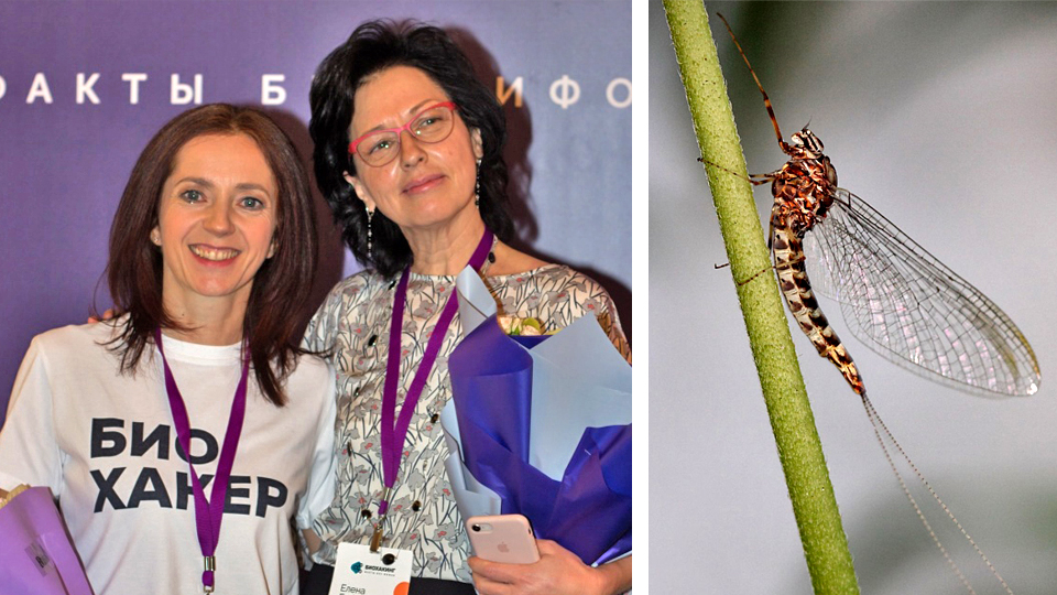 «Второй день» мотылька-подёнка