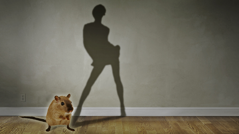 Люди лучше мышей могут управлять иммунитетом