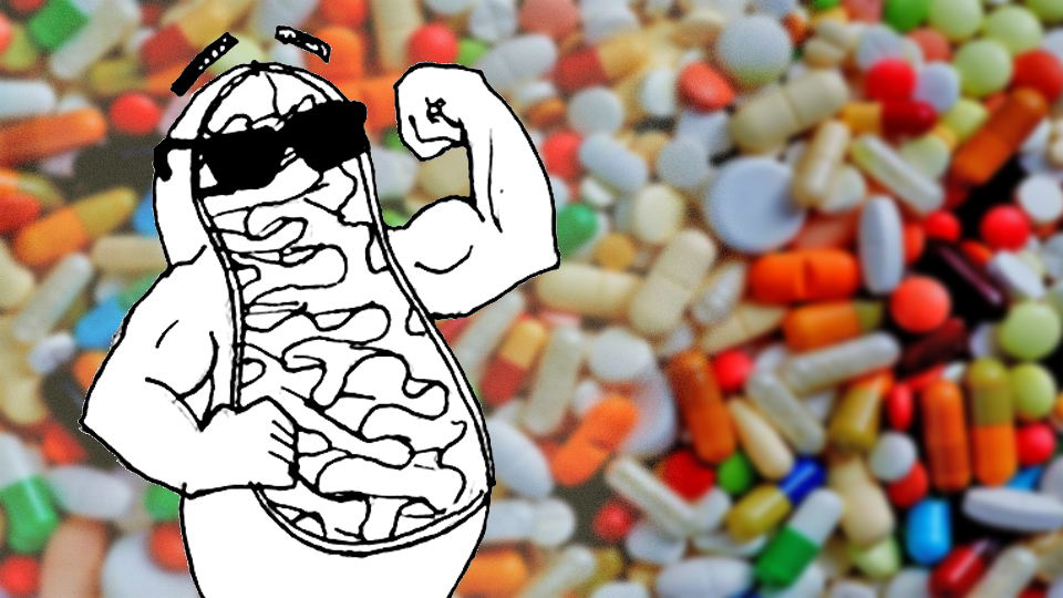 Пришпорить митохондрии: чудо-препарат или упражнения