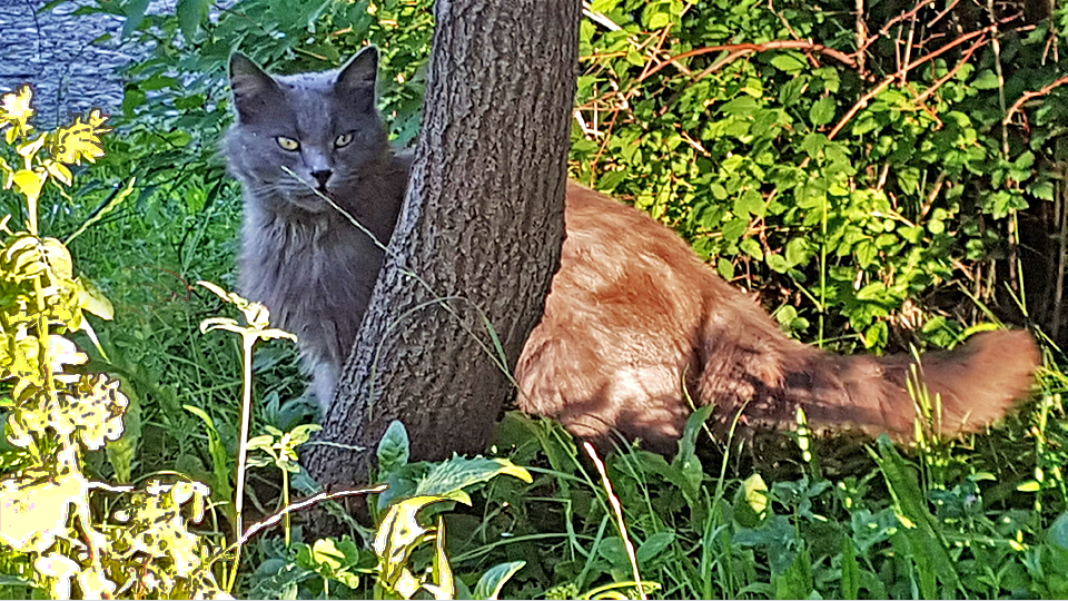 Улучшить генетику без помощи неуклюжих «генных инженеров»