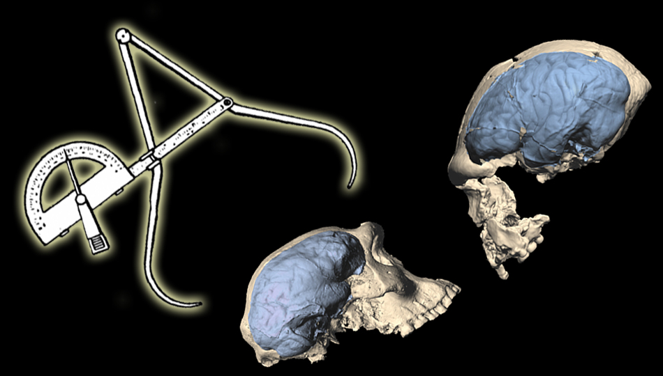 Строение мозга не повод считаться человеком