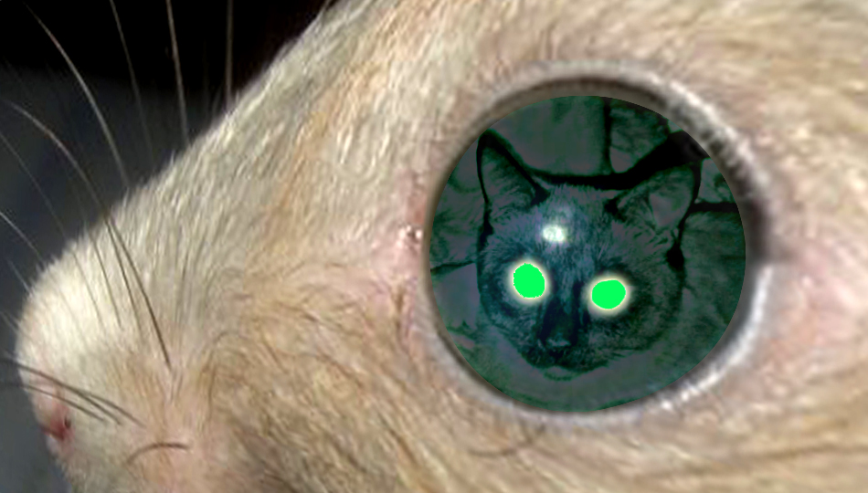 Хитрость мыши посрамила немецких нейробиологов