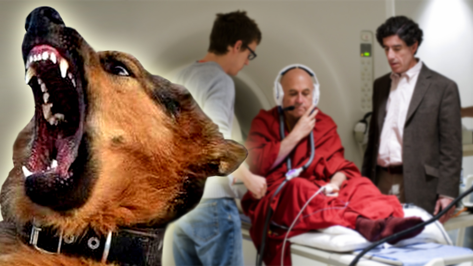 Собака Павлова готова загрызть нейроучёных